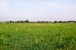 Buy a lot of land, st. Lesnaya, 2, Ukraine, Oseshhina, Vyshgorodskiy district, Kiev region, , 1 373 000